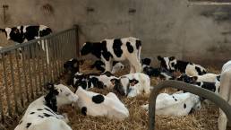 Vaches de l'élevage Cocquempot