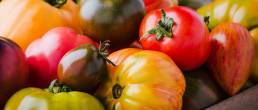 Tomates anciennes de couleurs